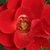 Roșu - Trandafiri miniatur - pitici - Tara Allison